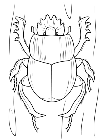 Scarabaeus Dung Beetle Coloring Page